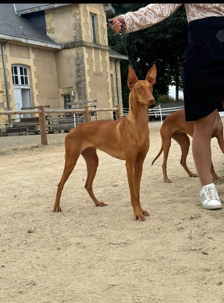 CH. Ubysse Des Gardiens Sacrés D’Hardaï