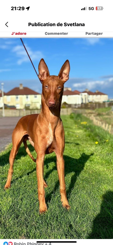 CH. zecharia Vibranium