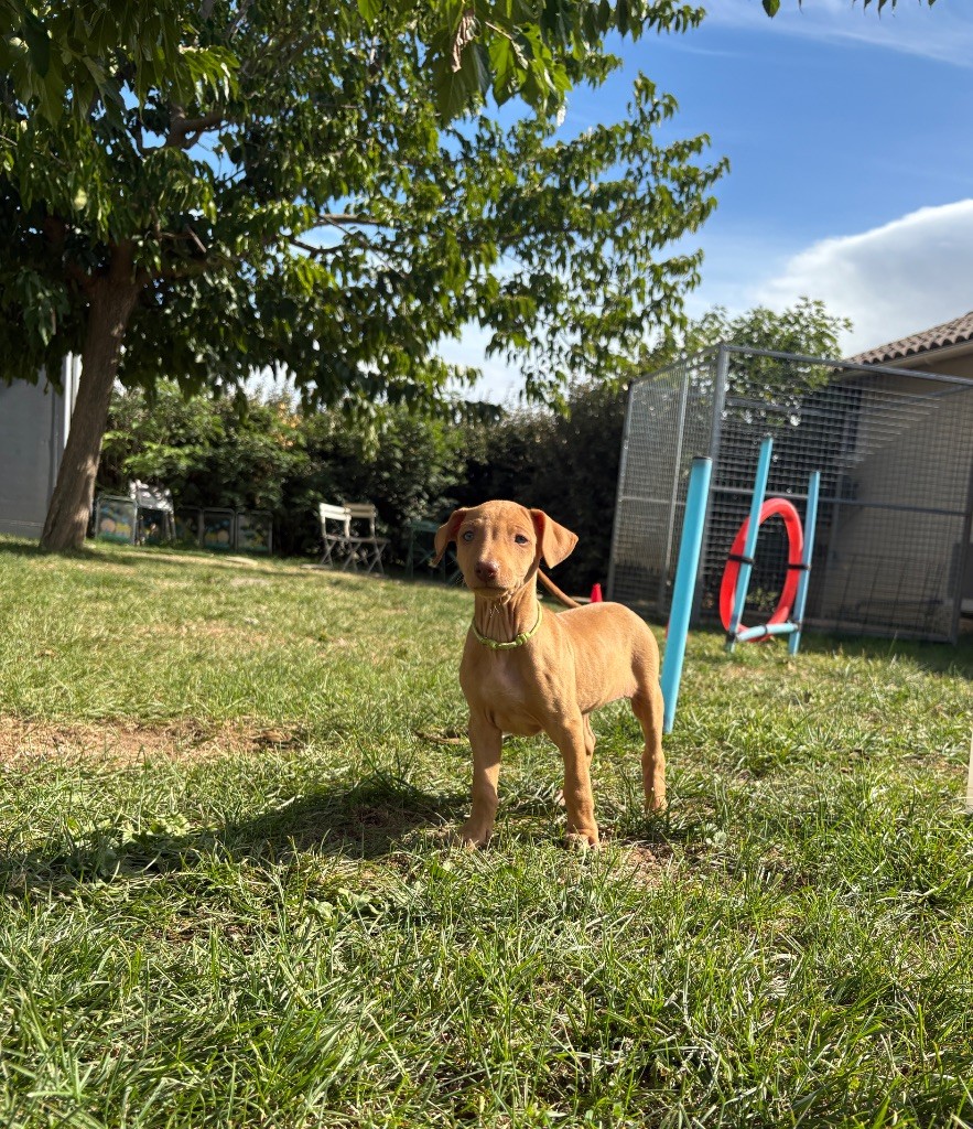 Des Gardiens Sacrés D’Hardaï - Chiots disponibles - Chien du Pharaon