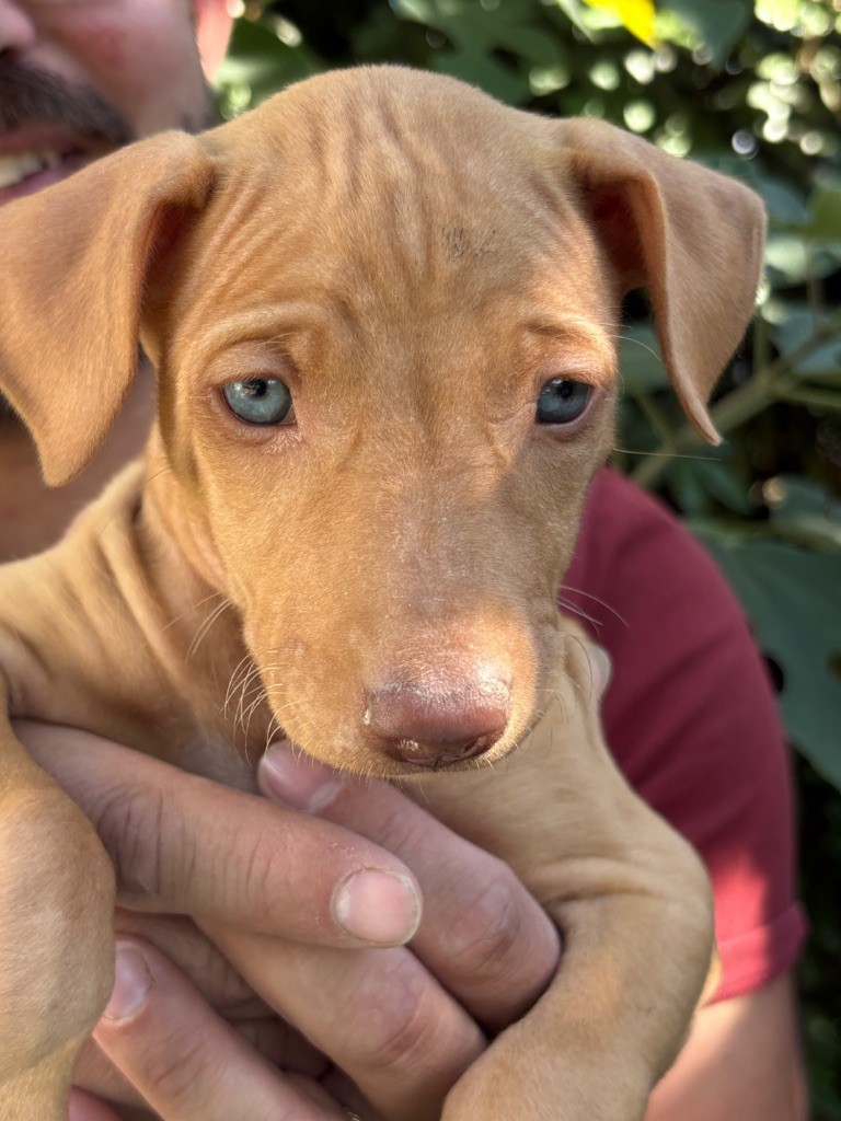 Des Gardiens Sacrés D’Hardaï - Chiots disponibles - Chien du Pharaon