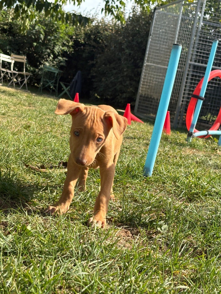Des Gardiens Sacrés D’Hardaï - Chiots disponibles - Chien du Pharaon