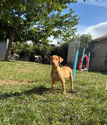 CHIOT