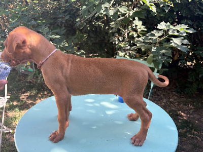 CHIOT