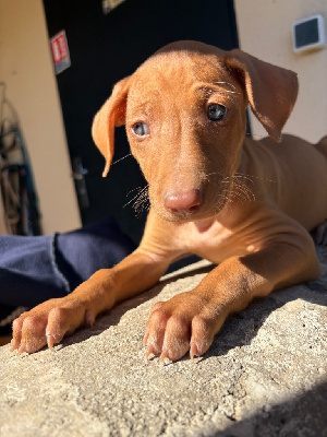 CHIOT