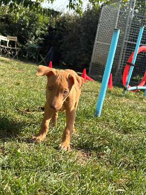 CHIOT