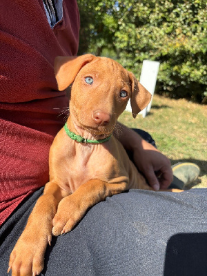CHIOT