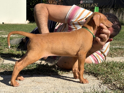CHIOT