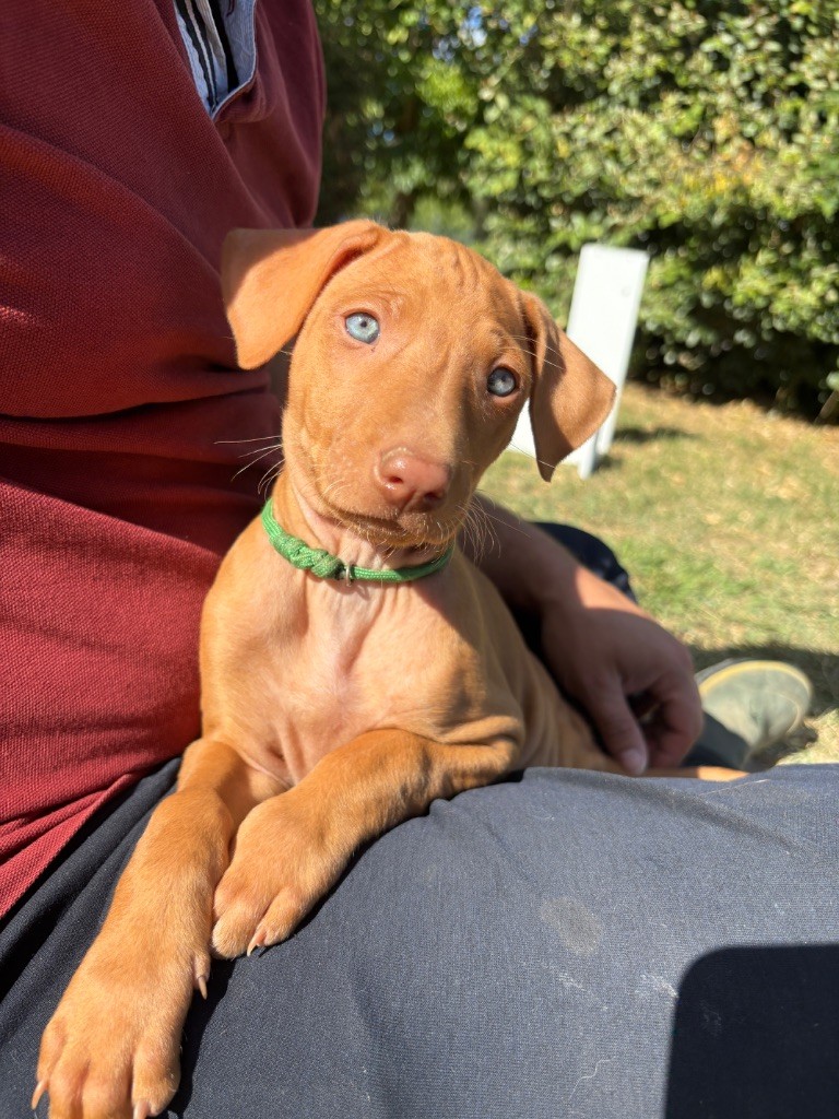 Des Gardiens Sacrés D’Hardaï - Chiots disponibles - Chien du Pharaon
