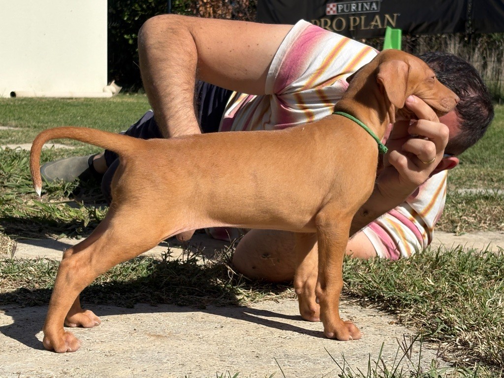 Des Gardiens Sacrés D’Hardaï - Chiots disponibles - Chien du Pharaon